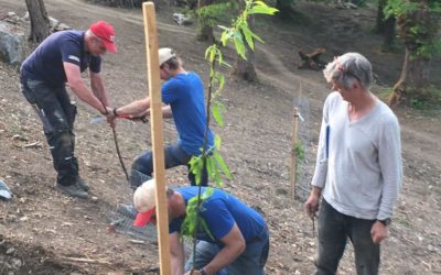 Mai 2020 | Plantations des jeunes châtaigniers